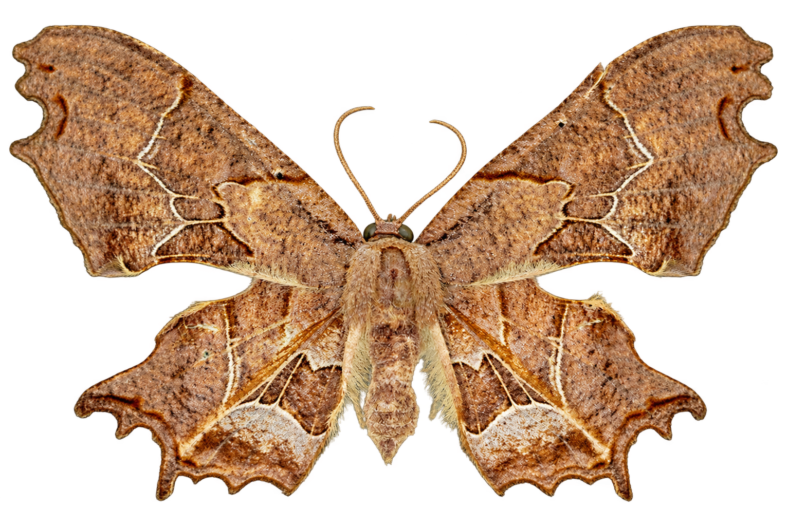 A golden-brown moth with intricately patterned, sculptural wings